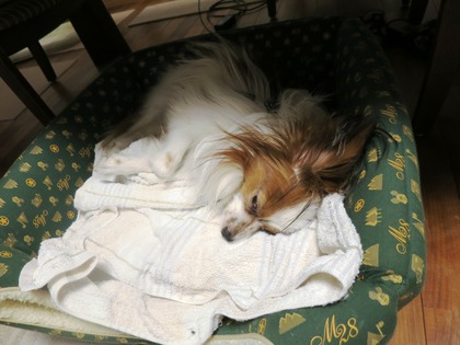 2016(H28)-4-23 ずうずうしくも (2)