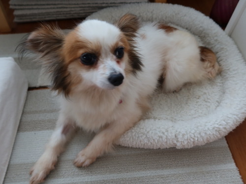 2021(R3)-5-5 ボニー、そろそろ (6)