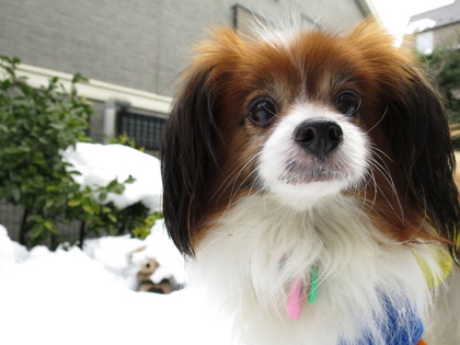 2014-2-15 今年二度目の大雪に (63)