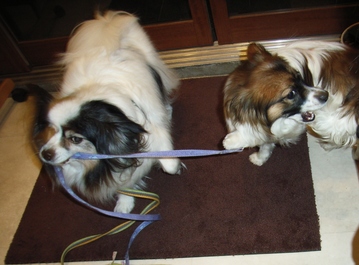 引っ張りっこ 2