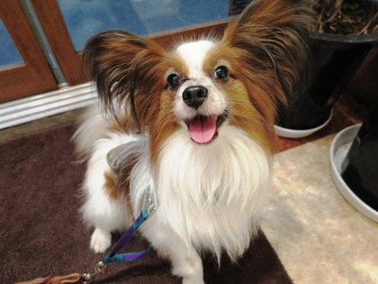 2016(H28)-5-26 ギャラリー恵みにてクルクル~ (2)