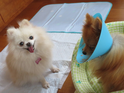 2020(R2)-10-23 今日は離れて (5)