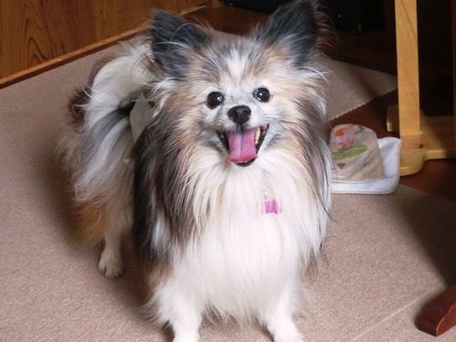 2019(R1)-8-29 住居内工事移動中 (16)