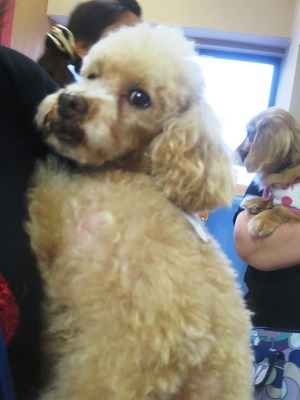 2014(H26)-7-19 ���Τ�Ʋ� (13)