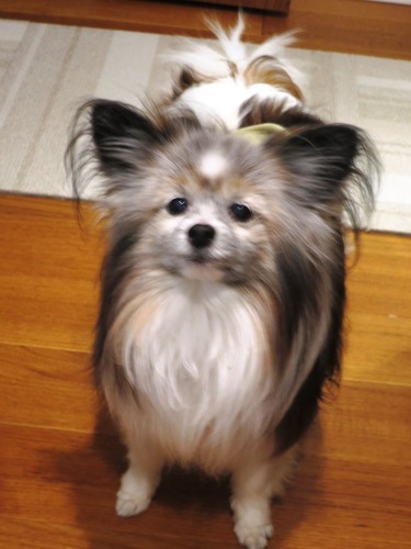 2019(R1)-5-28 ¤´ÈÓ½¸¹ç¤ÈÌÜ¤Ä¤Ö¤ê¥Æ¥ª (7)