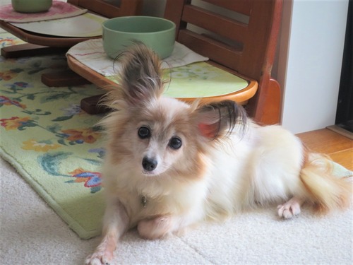 2020(R2)-9-2 退屈なファラ (6)