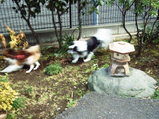 追いかけてロビン