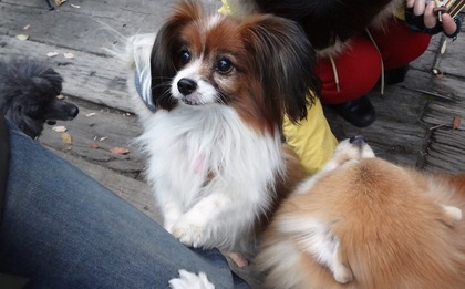 田奈ラン(たいよう母)04