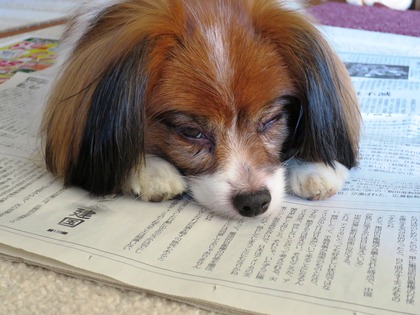 2013-11-26 朝からお邪魔虫 (1)