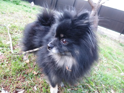 2018(H30)-3-12 春が来てるね! (35)