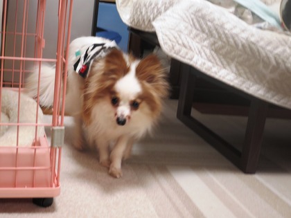 2019(H31)-3-7 ӥӥΥե (11)