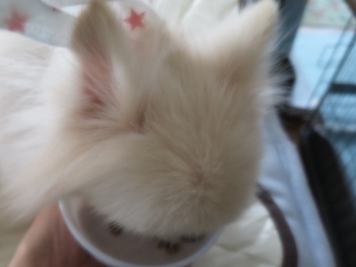 2020(R2)-11-24 ミルチャの食事事情 (6)