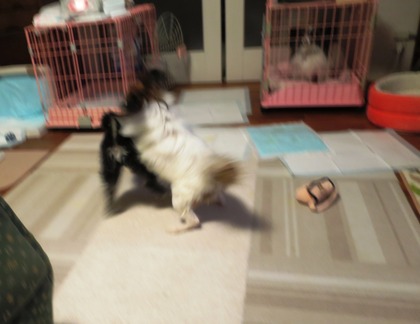 2017(H29)-11-16 ������ֱ�ư�� (11)