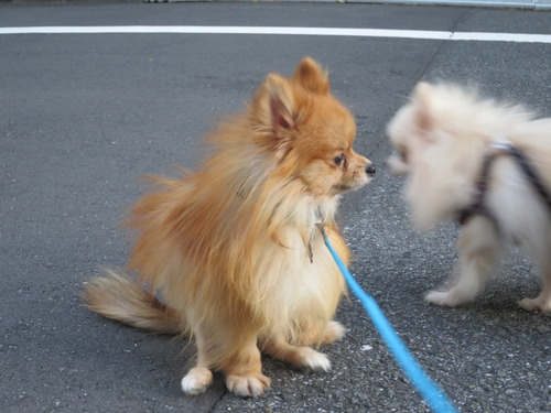 2020-11-11 お外でソット下ろしてみた (5)