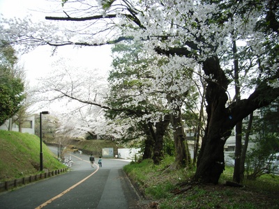 桜道