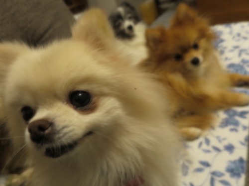 2020(R2)-12-8 ǥե˾äƤߤ (6)