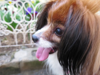 2014-3-17 春は強風 (14)