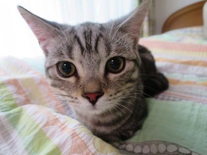 2014(H26)-6-28 �������˥��������� (11)