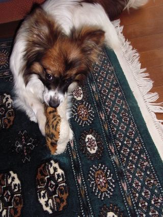 メグちゃんカミカミ