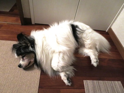 2014−9−21 肌寒い夜に (1)