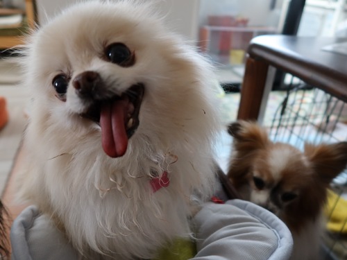 2021(R3)-3-6 ミルチャの食事作法 (1)