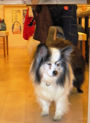 2014(H26)-11-23 ロビン18歳誕生会 (157)