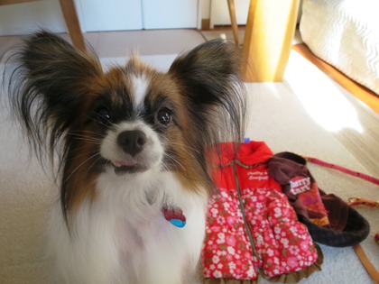 2017(H29)-12-3 �����ǥ��Υȥ饤���� (6)