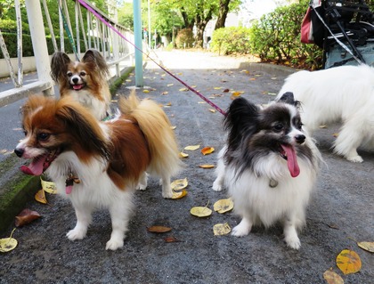 2014(H26)-9-25 ロビンだって筋トレ (4)