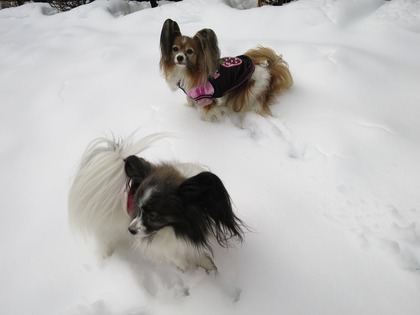 2014-2-15 今年二度目の大雪に (24)