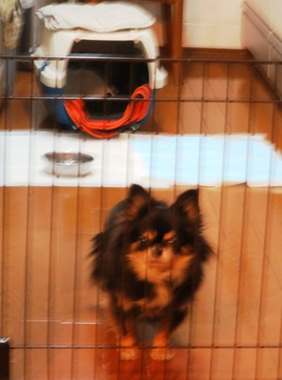 2018(H30)-2-24 キャリーから出て来た (2)