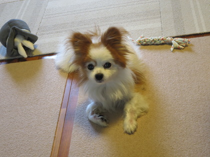 2017(H29)-9-19 �ä������ (1)