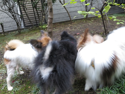 2017(H29)-11-5 �Ƥ��륭���ǥ� �����ã (25)