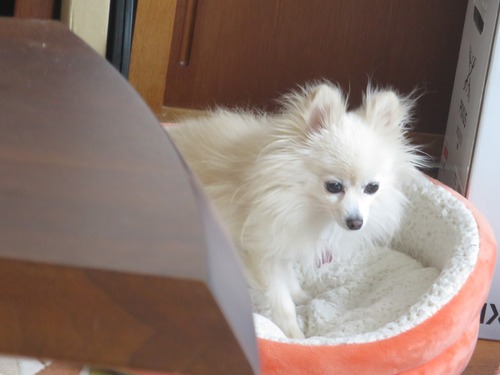 2020(R2)-4-12 爆睡派 と緊張派 (6)