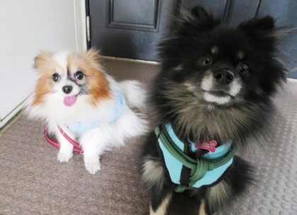 2018(H30)-1-17 お散歩行くよ (4)