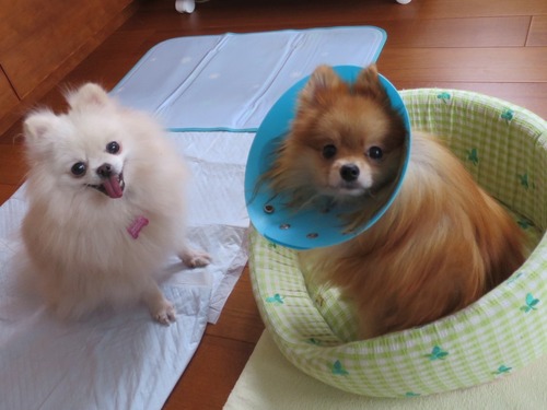 2020(R2)-10-23 今日は離れて (4)