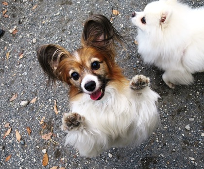 2013-12-8 田奈ラン(ケイトプチオフ会) (20)