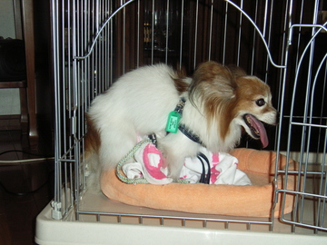 マウンティング