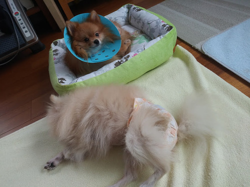 2020(R2)-10-23 今日は離れて欲しい