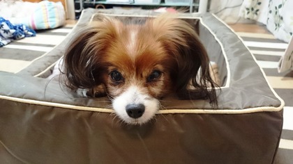 2014-11-20 トライアル13日目 またお留守番ですか?