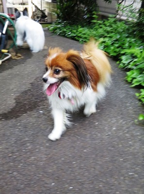 May day の庭で (21)