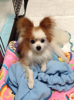 2017(H29)-9-28 コロントライアル2日目 01