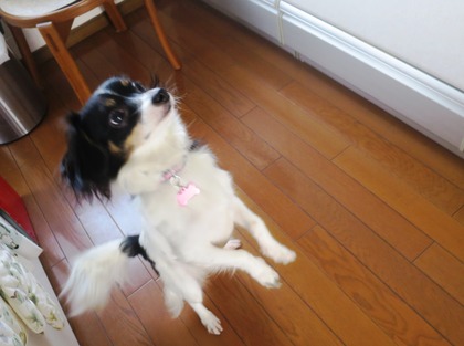 2015(H27)-11-19 ���Ĥ��ī (7)