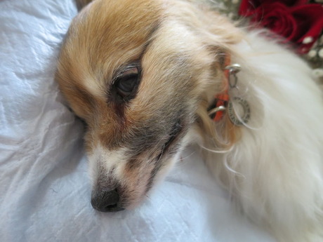 2017(H29)-6-27 ߥƥ̲ (14)