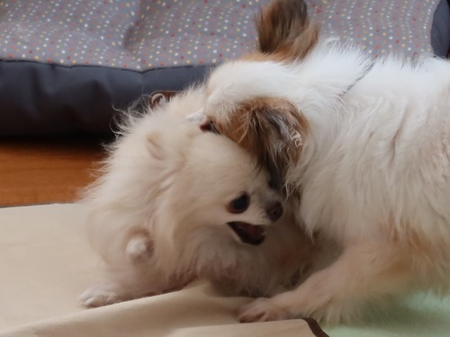 2021(R3)-5-7 ミルキー vs ボニーのワンプロ (8)