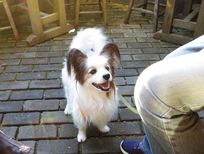 2017(H29)-4-23 �����Τ�Ʋ� (15)