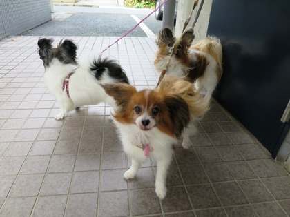 大人しく待てないの! (2)