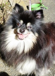 2017(H29)-1-11 庭が楽しい (4)