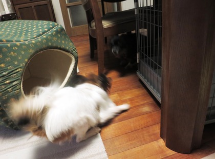 2017(H29)-11-16 ������ֱ�ư�� (4)