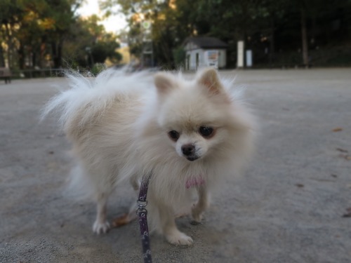 2020(R2)-11-17 公園散歩 (18)