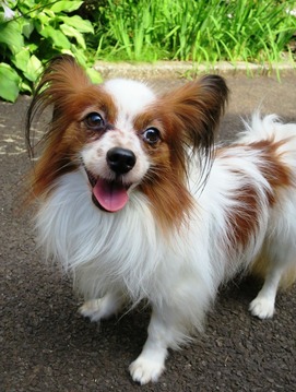 2016(H28)-7-7 뤵˥äƤ (15)